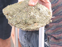 Pearl oyster at Willie Creek Pearl Farm,